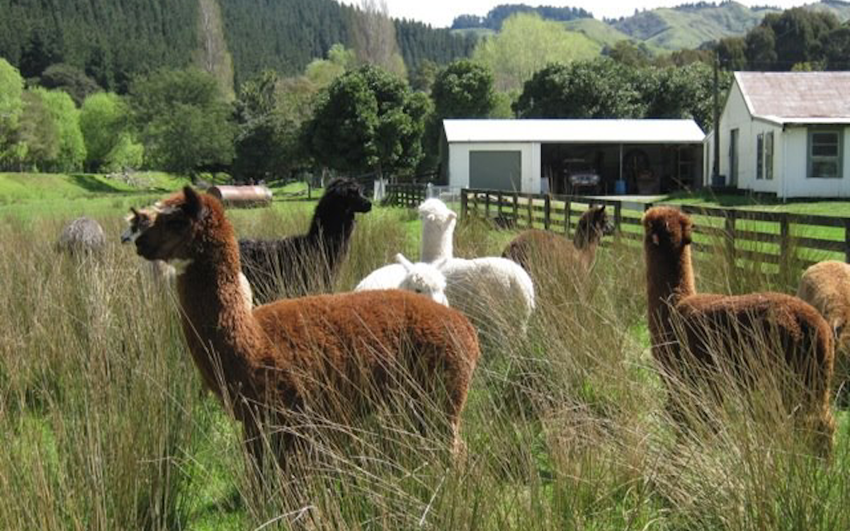 Alpacas on a farm